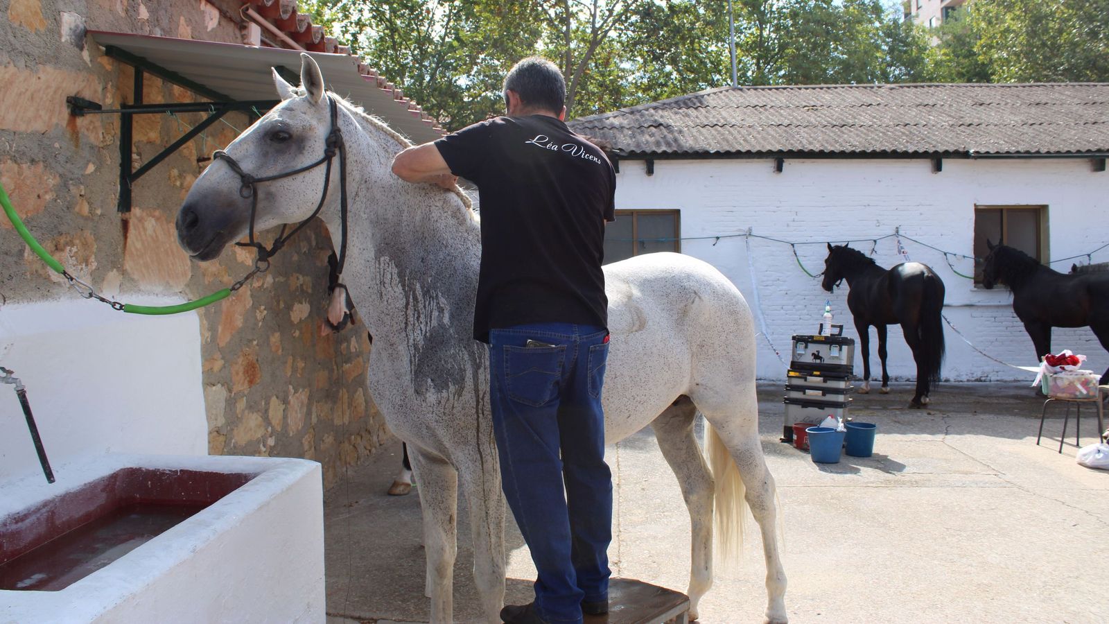 Sorteados los novillos de Montalvo para Raquel Martín y Olga Casado en el primer festejo de la feria en La Glorieta