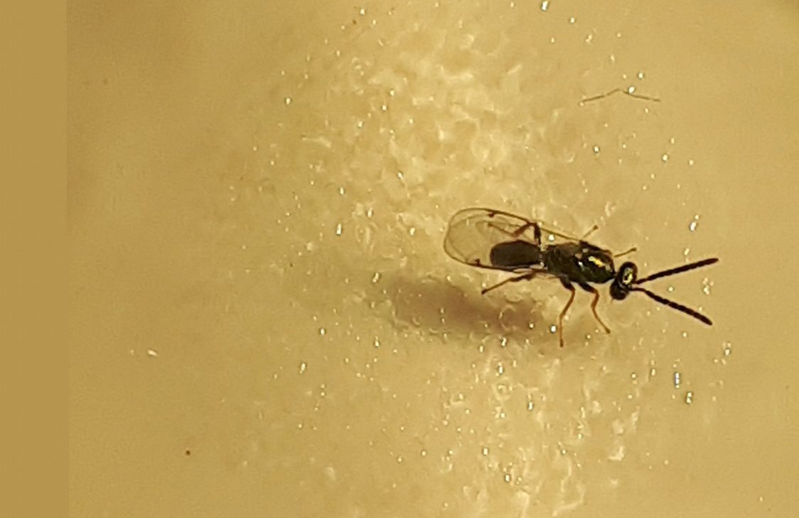 Avispilla del castaño