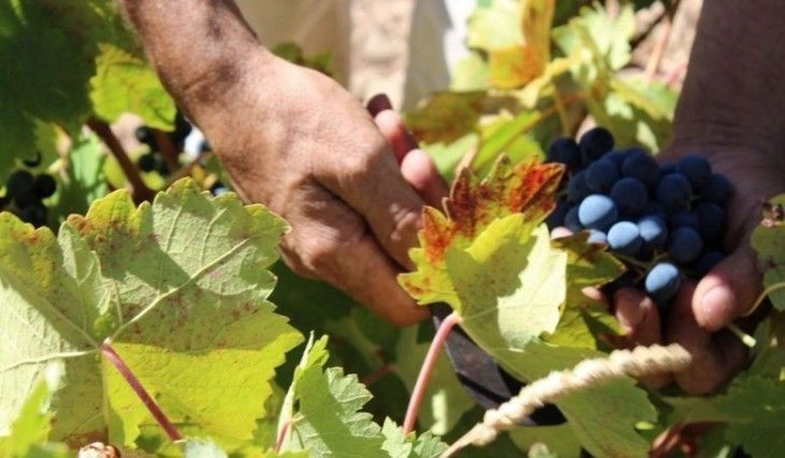 COAG rechaza las declaraciones del Comisario de Agricultura sobre la liberalización del viñedo