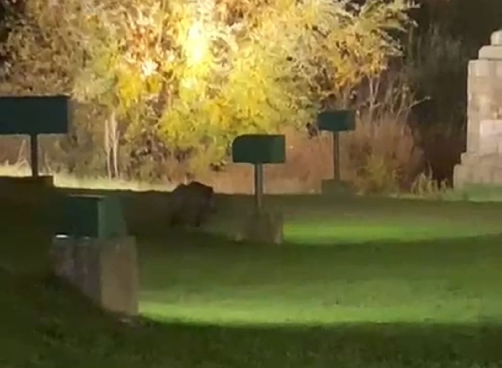 Jabalí buscado en Salamanca en el río Tormes