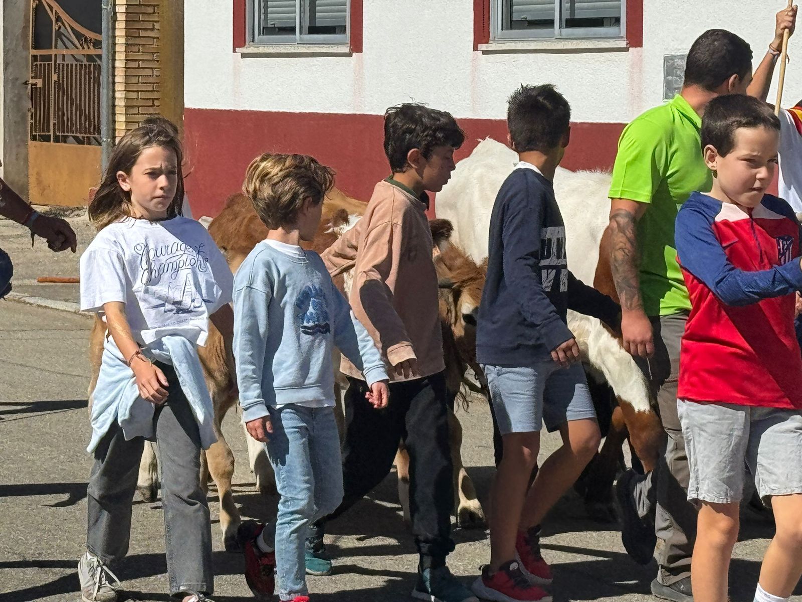 Encierro de mini bueyes en el último día de fiestas en Aldeadávila de la Ribera