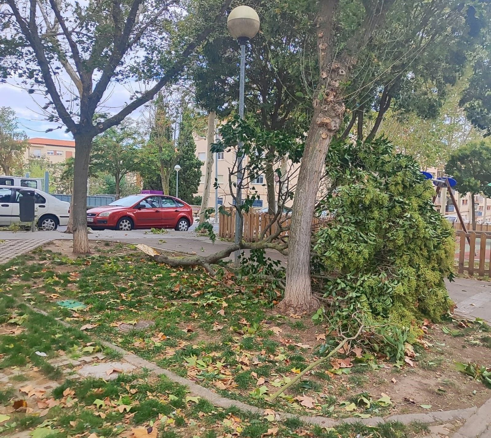 Árbol caído en la calle Alfareros