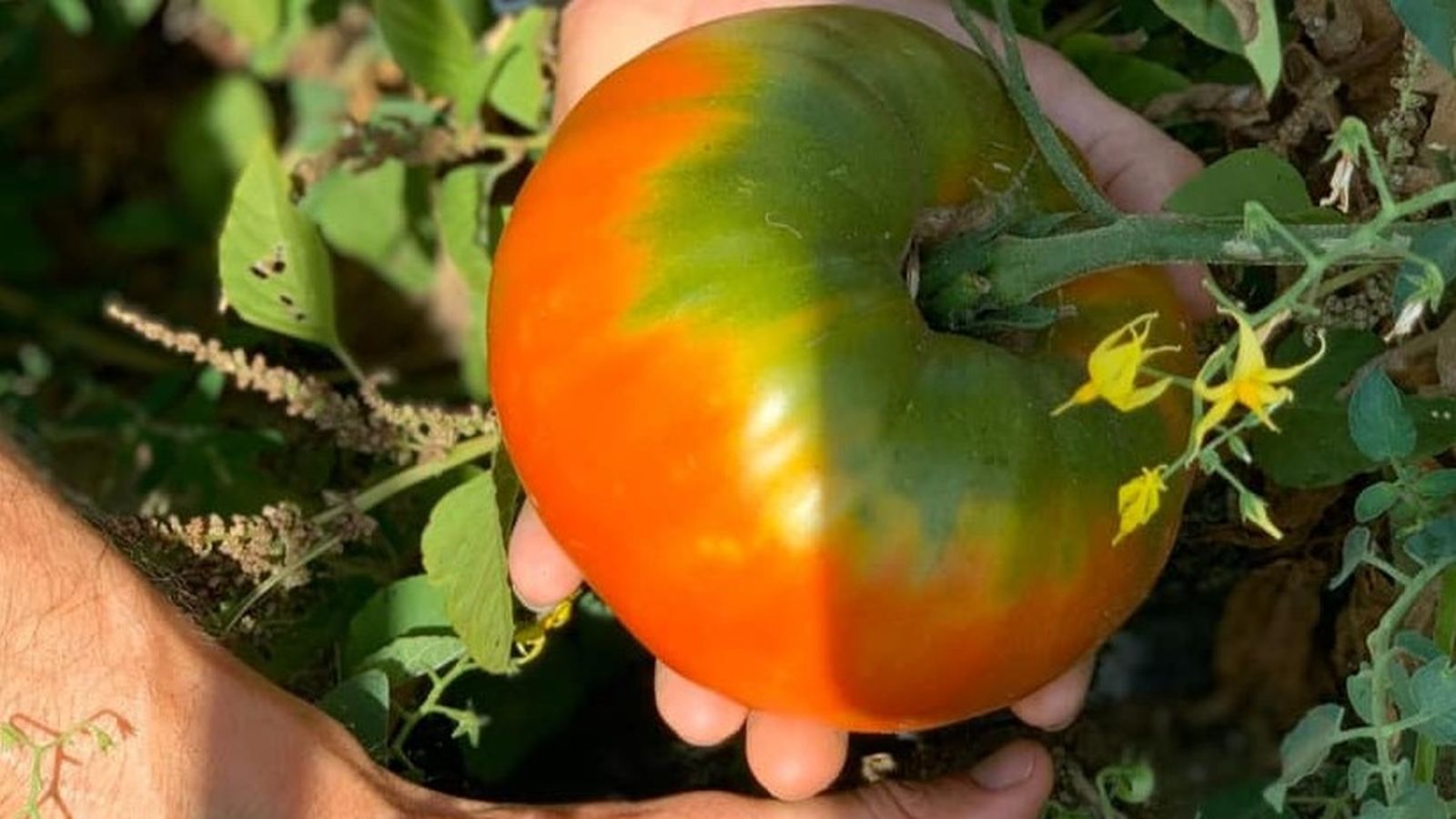 Tomate moruno Solanum lycopersicum