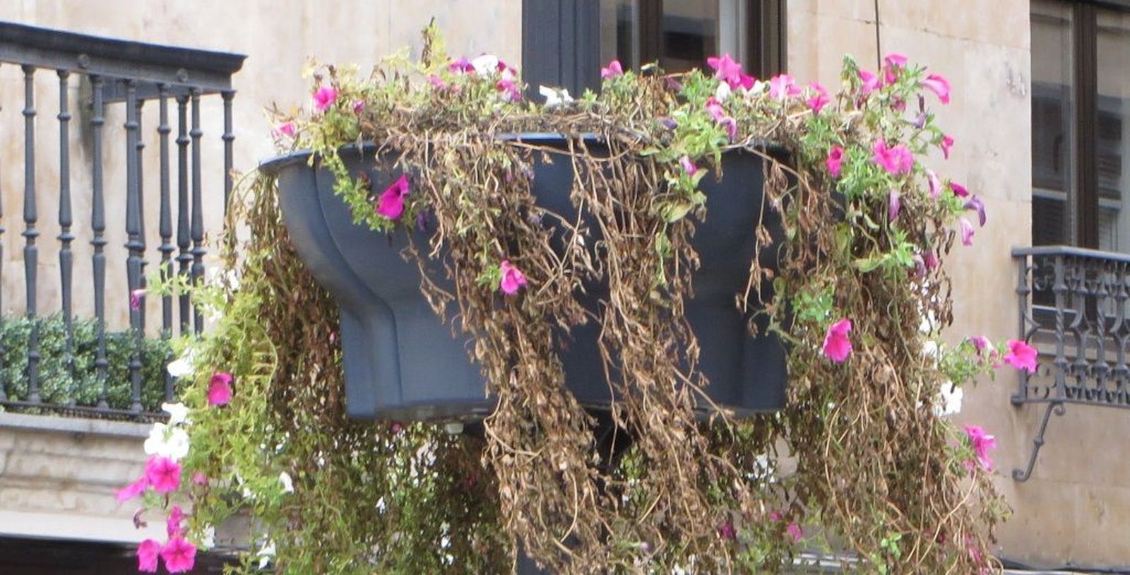 Estado de las farolas con vegetación en Salamanca - Foto: @ACDpatrimonio