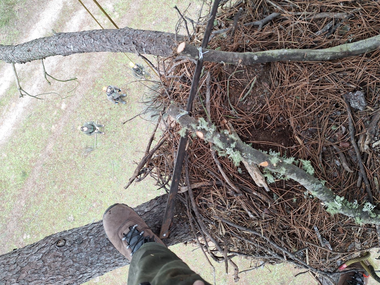 nido-de-cigueena-negra-6