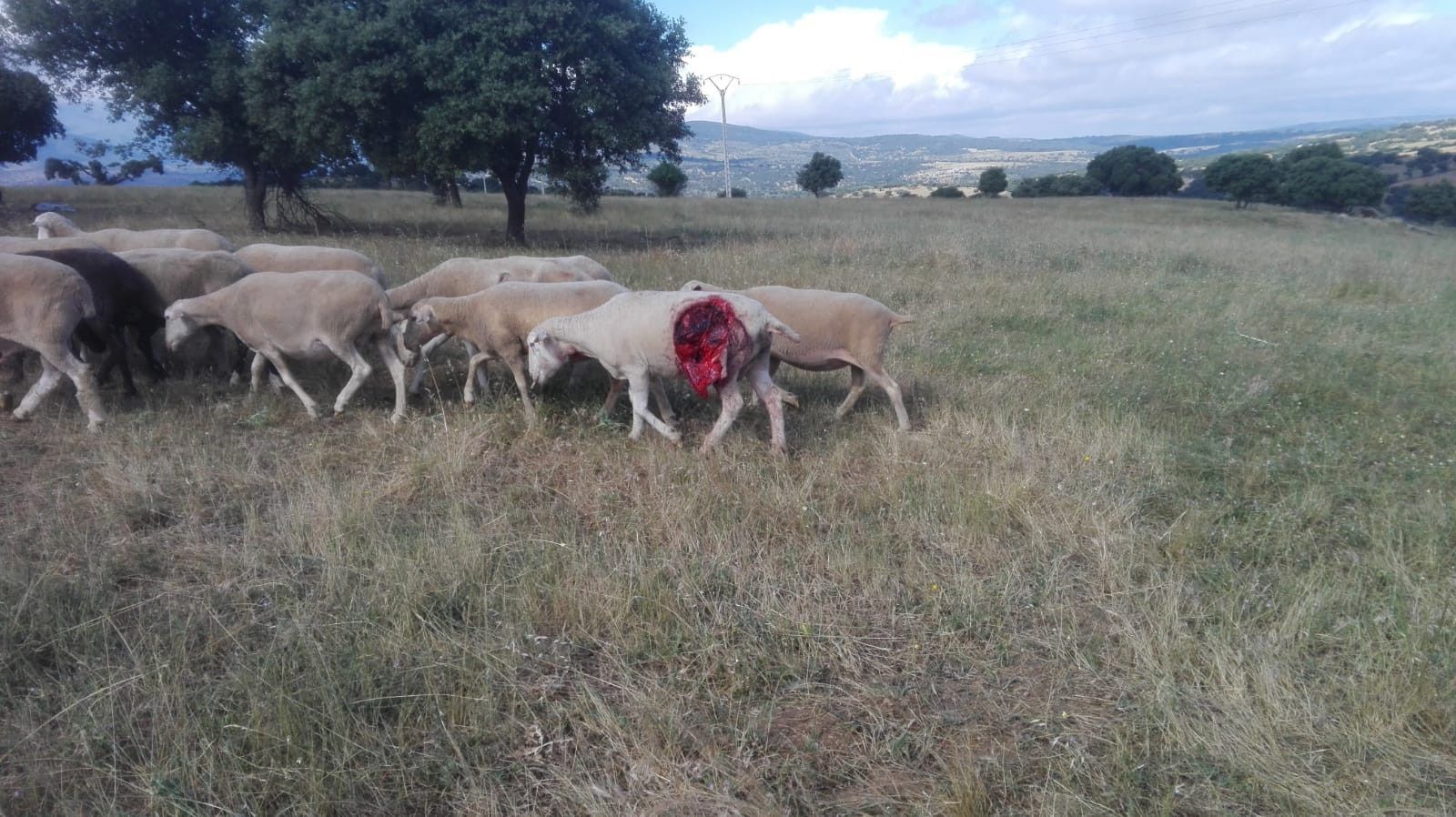 Ataque de lobo a un rebaño de ovejas en la provincia de Salamanca. Foto de archivo