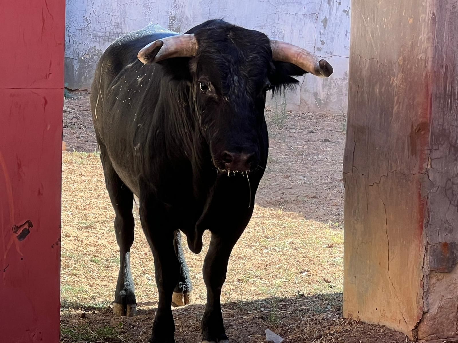 Quinto toro de Sánchez y Sánchez para Lea Vicens. Foto S24H