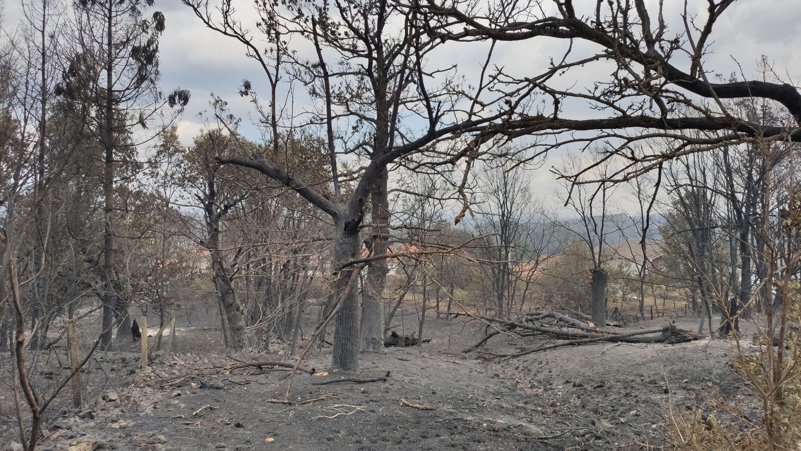 las-desoladoras-imagenes-de-la-sierra-de-la-culebra-tras-el-incendio-17