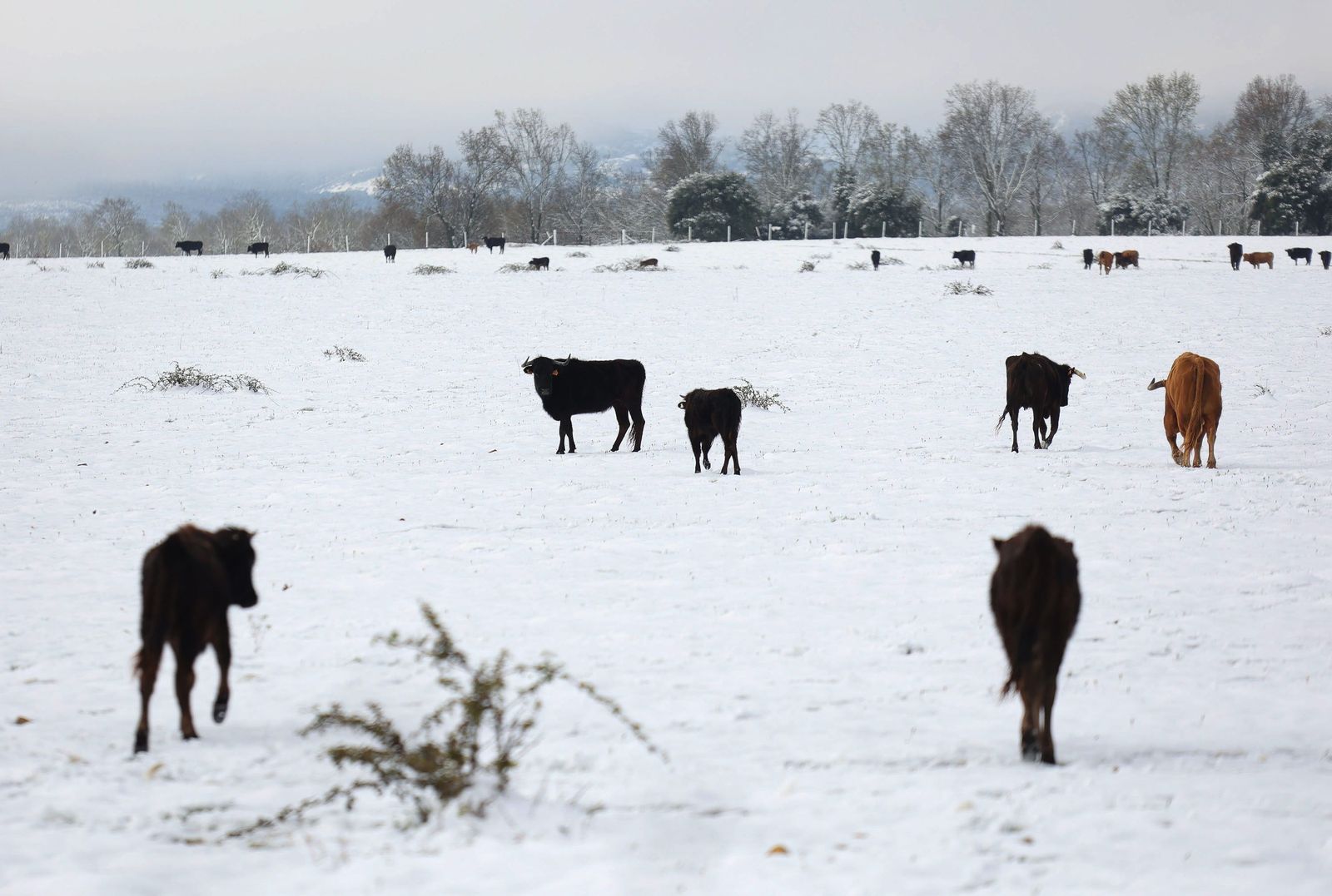 nieve-en-el-sur-de-salamanca-ical-vicente-11