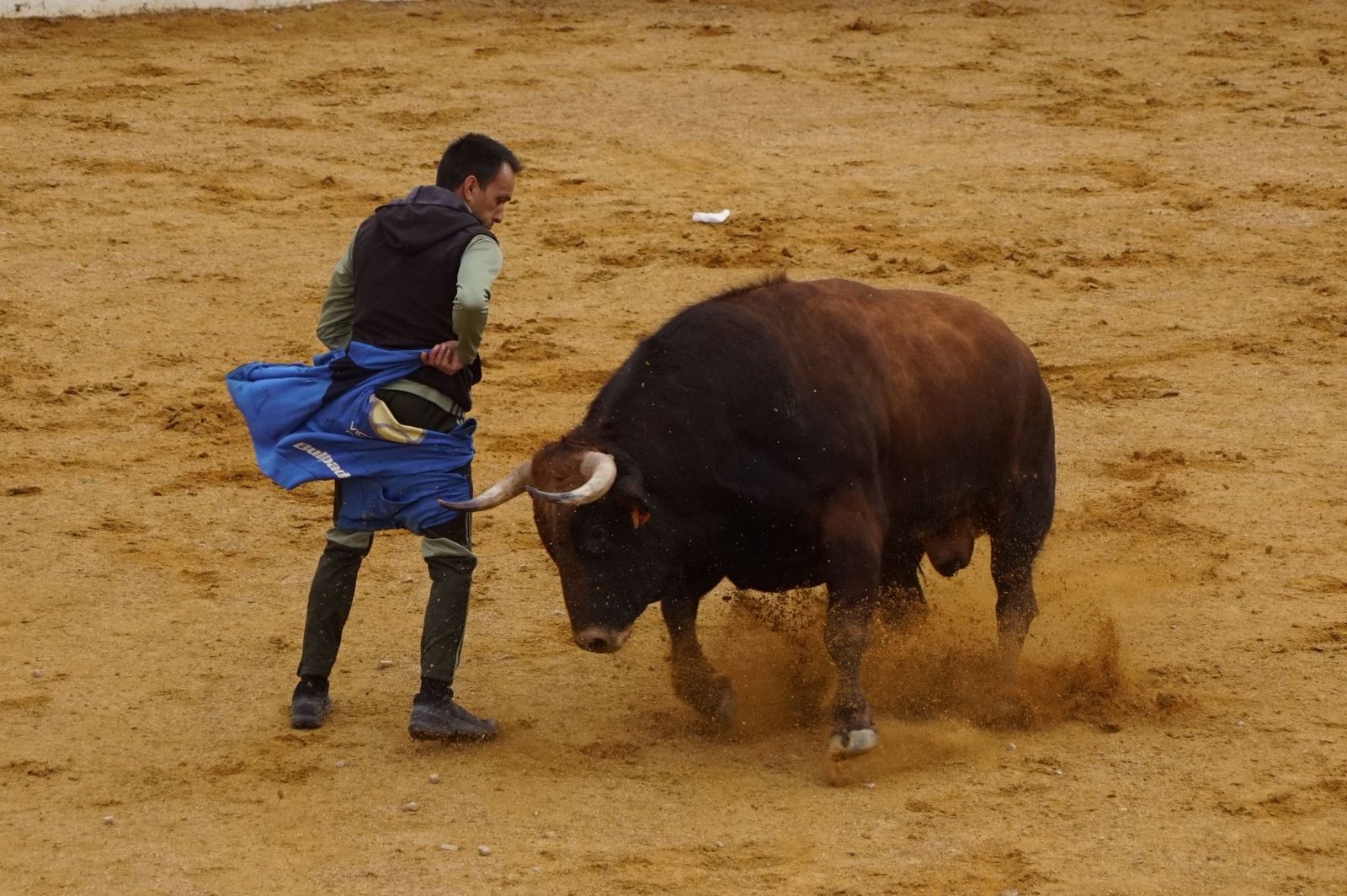 Villoria, toro del Voto