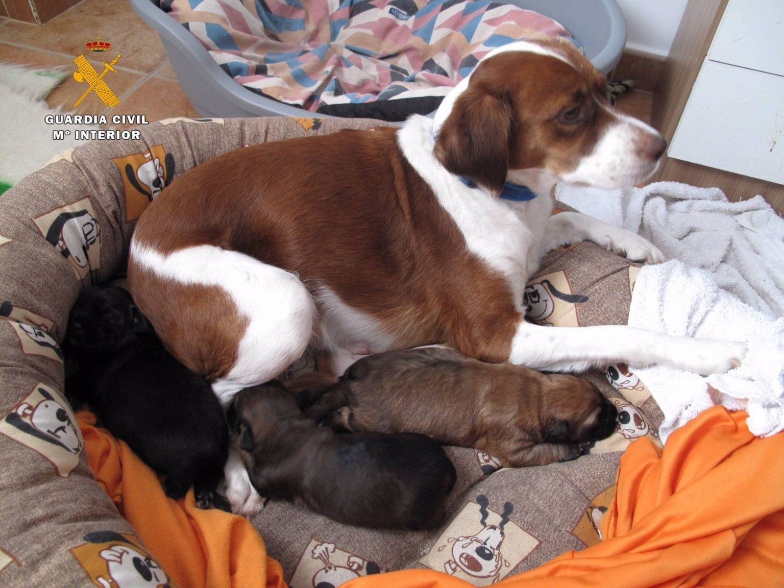 Algunos de los cachorros junto a su madre   GUARDIA CIVIL DE LA RIOJA