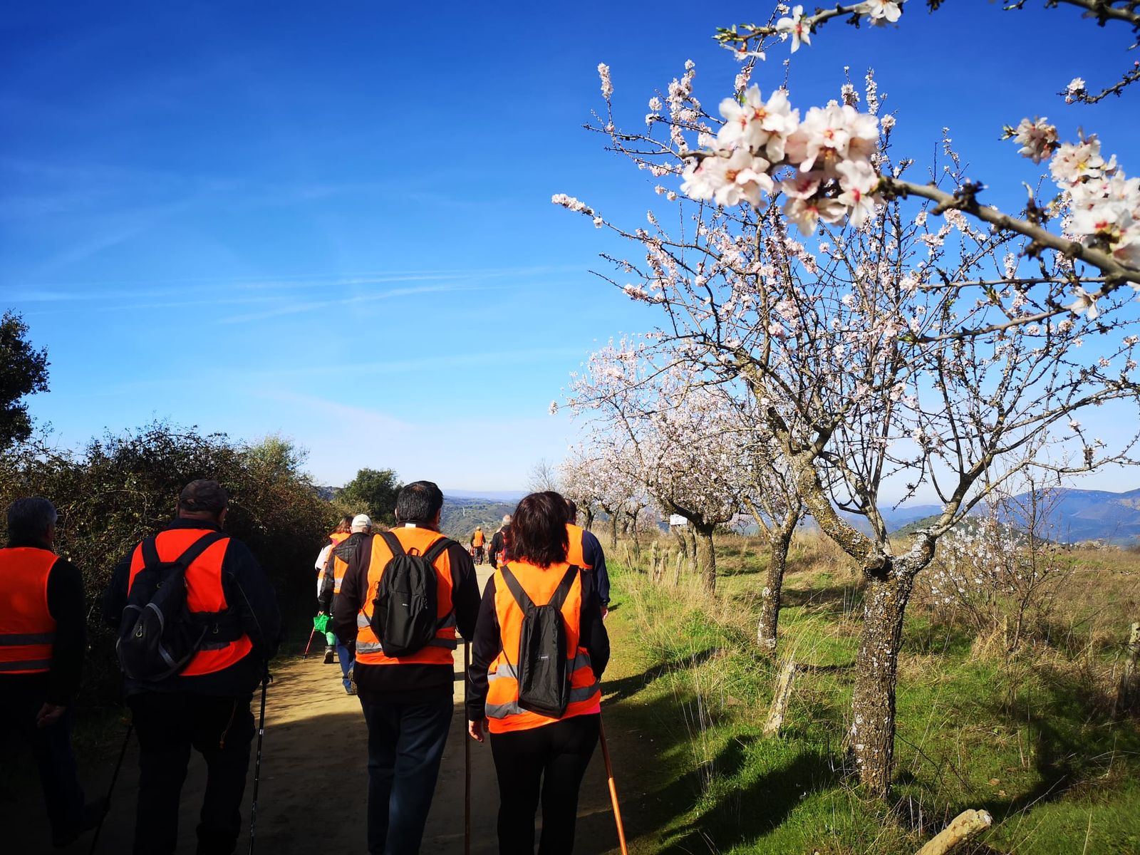 Más de un centenar de senderistas recorren La Fregeneda entre almendros en flor