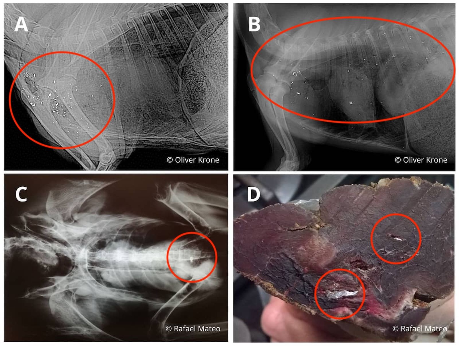 Fragmentos de la munición de plomo que quedan esparcidos en el cuerpo de un animal