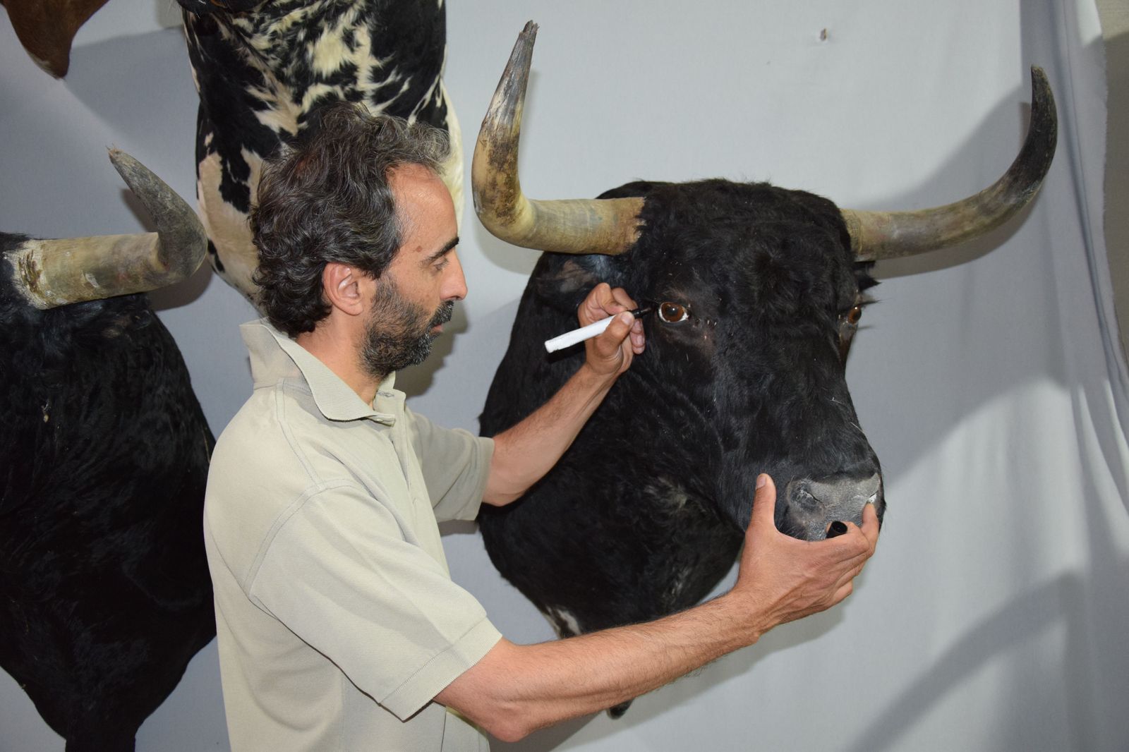 taxidermia-en-salamanca-41