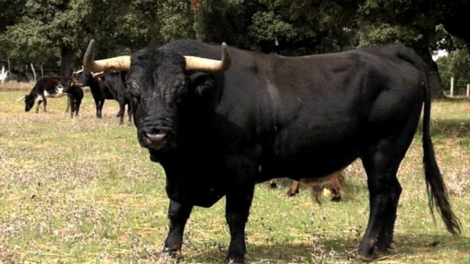 Explotación de toros de lidia. Archivo.