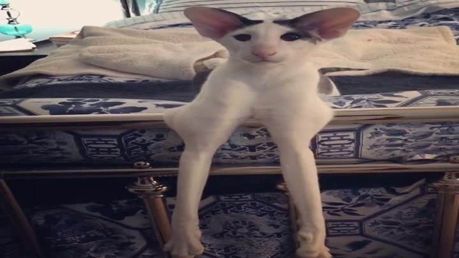 45028248 361455531092284 6216898683456192512 n