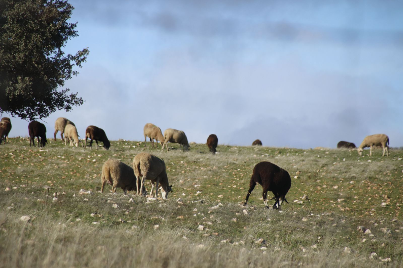 Ovejas, ganado. Foto de archivo