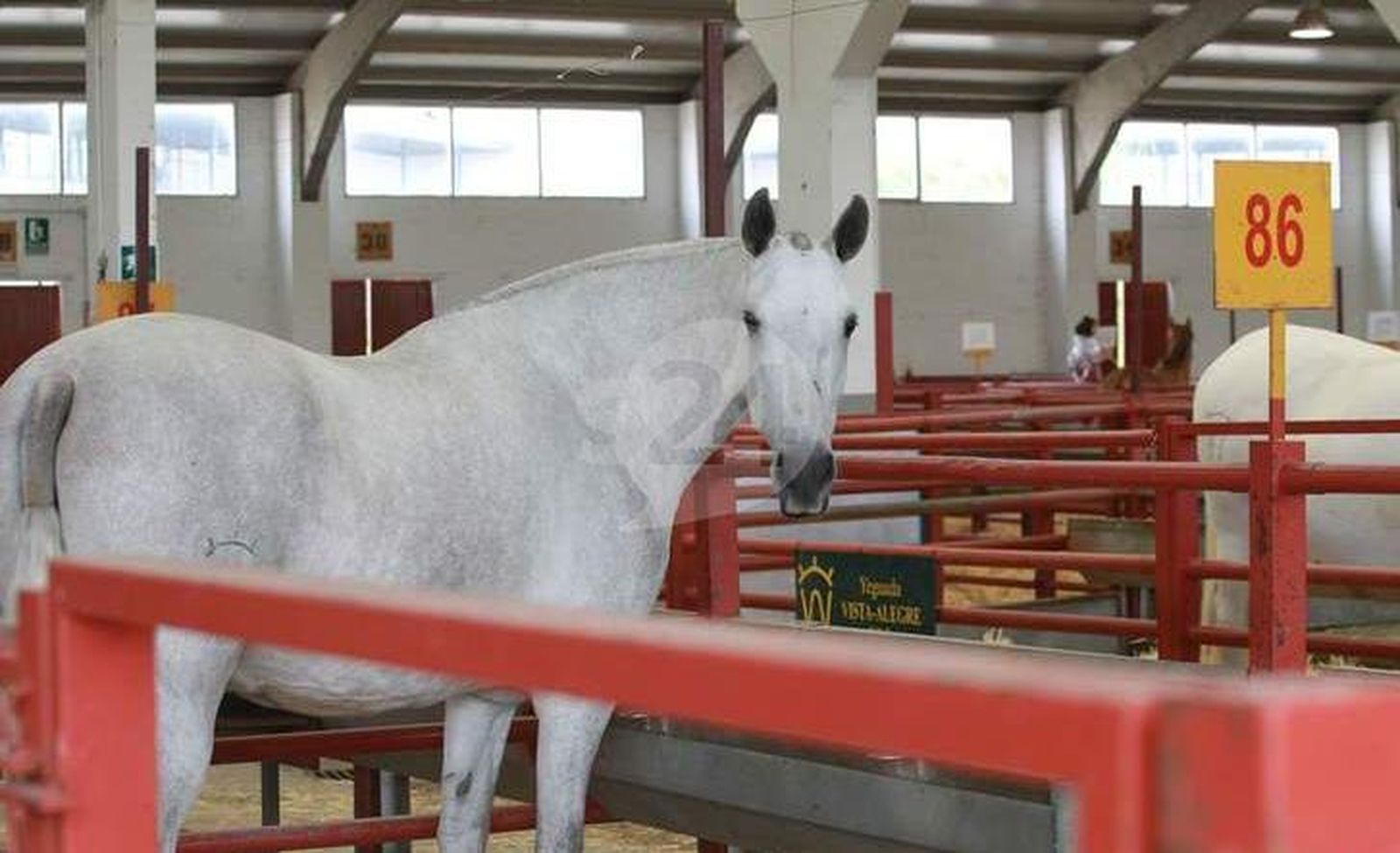 Aprobada la Tarjeta de Movimiento Equina que facilita la movilidad de estos animales