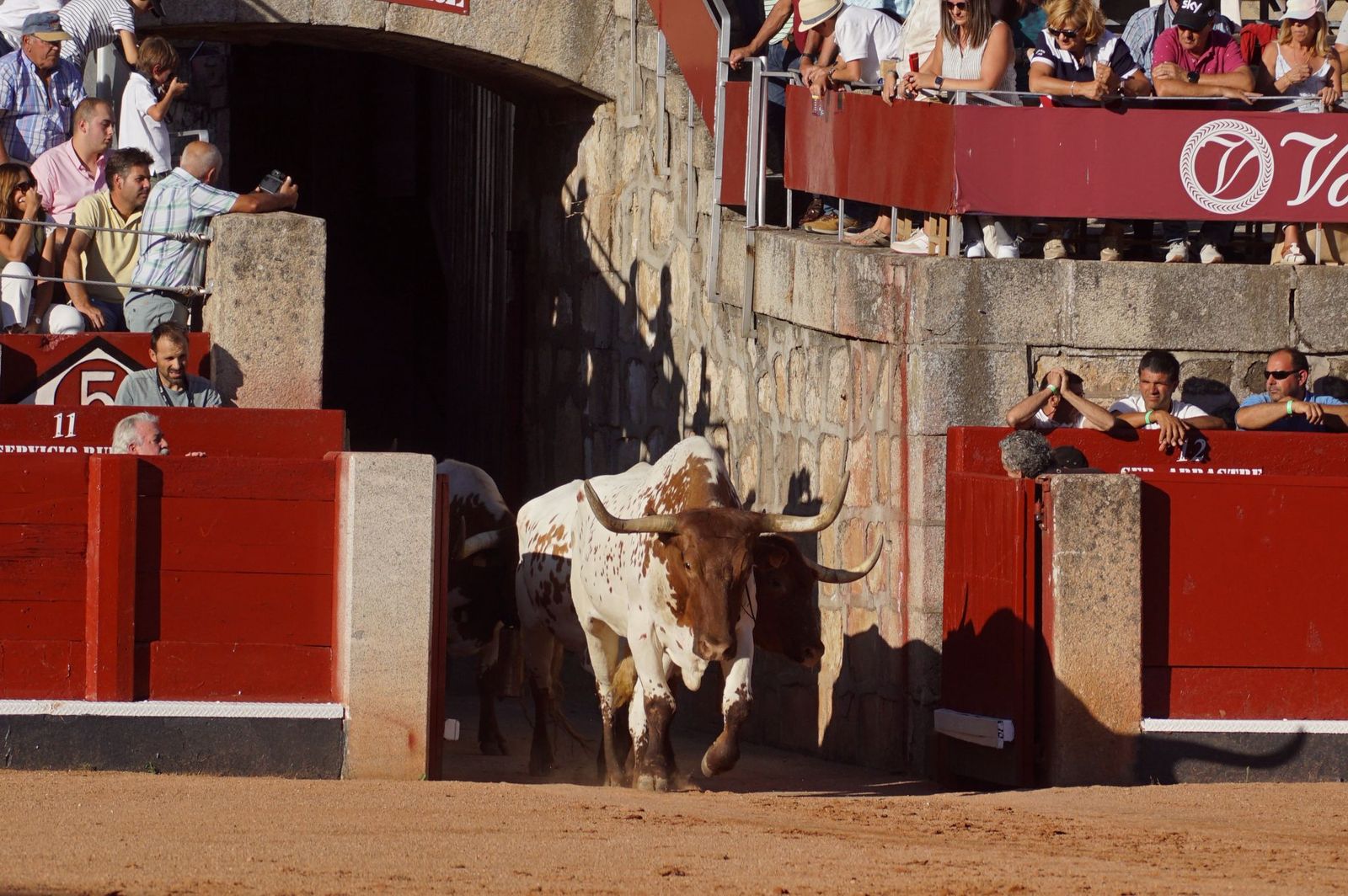 Tradicional Desenjaule en la Plaza de Toros La Glorieta