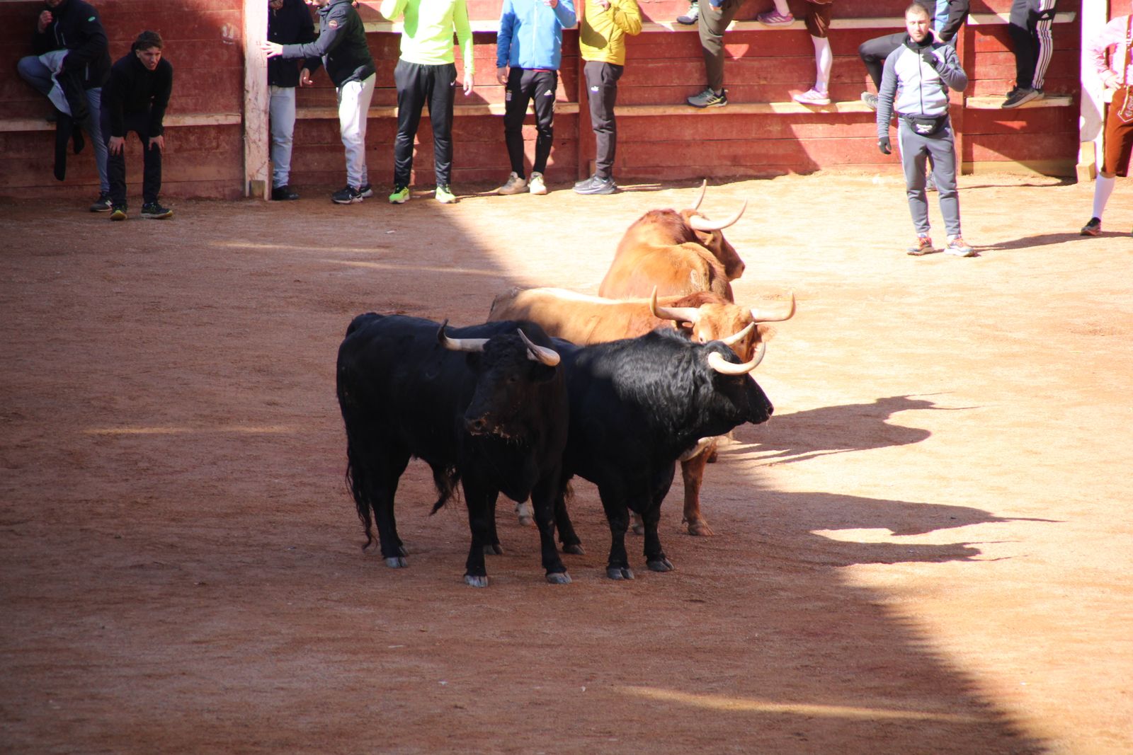 Encierro de sábado en el Carnaval del toro 2026 de Ciudad Rodrigo