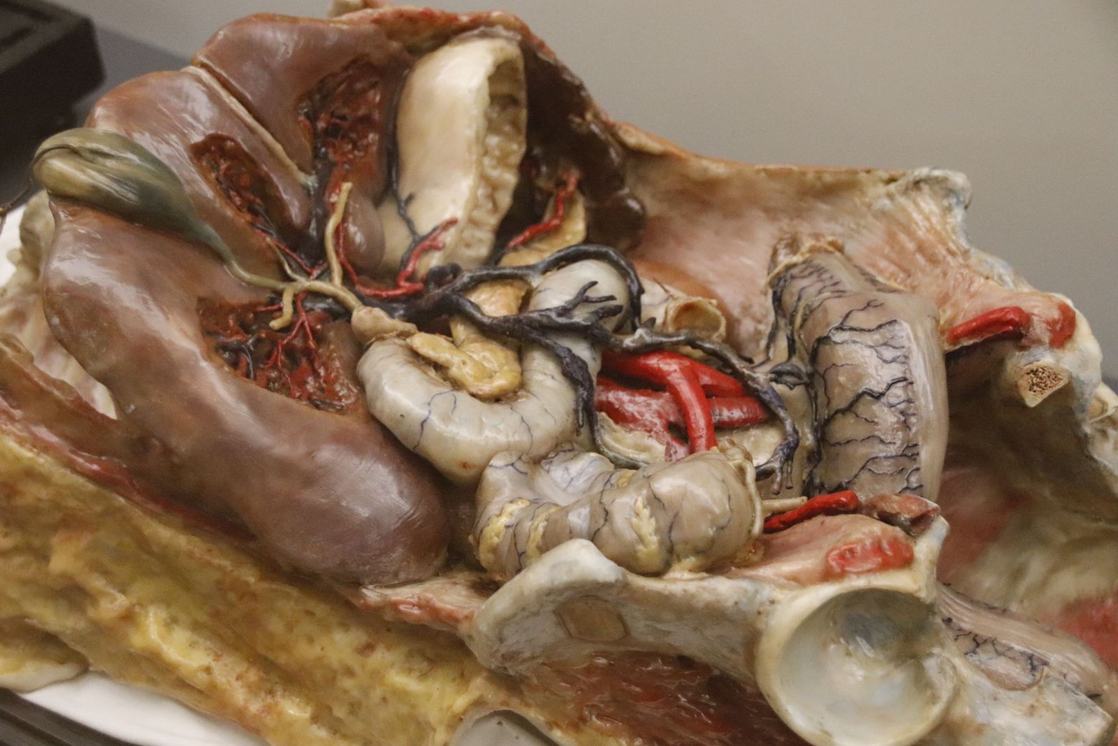 Figuras anatómicas de cera. Departamento de Anatomía e Histologías Humanas de la Universidad de Salamanca. Fotos Andrea M.