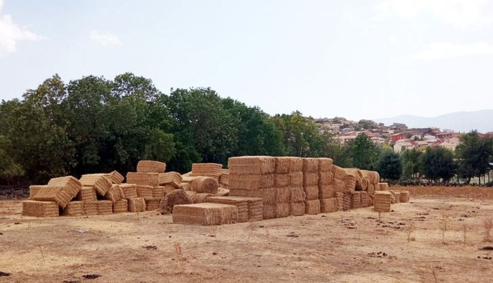 Alimento para el ganado que se ha quedado sin pastos 
