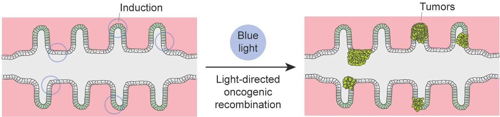 Científicos crean un “mini-colon” que permite estudiar la formación de tumores