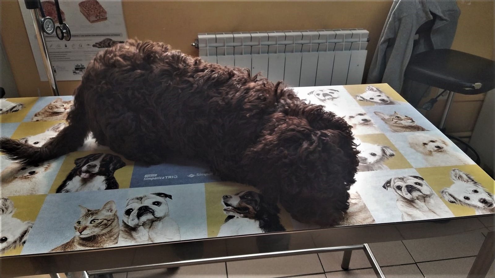 Imagen de un perro en la consulta del veterinario