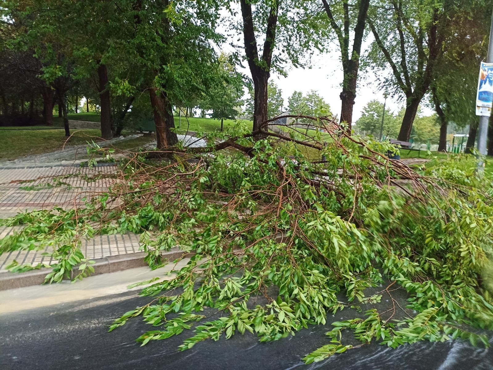 Caída de un árbol en las inmediaciones del Multiusos Sánchez Paraíso. Foto SALAMANCA24HORAS.  (2)
