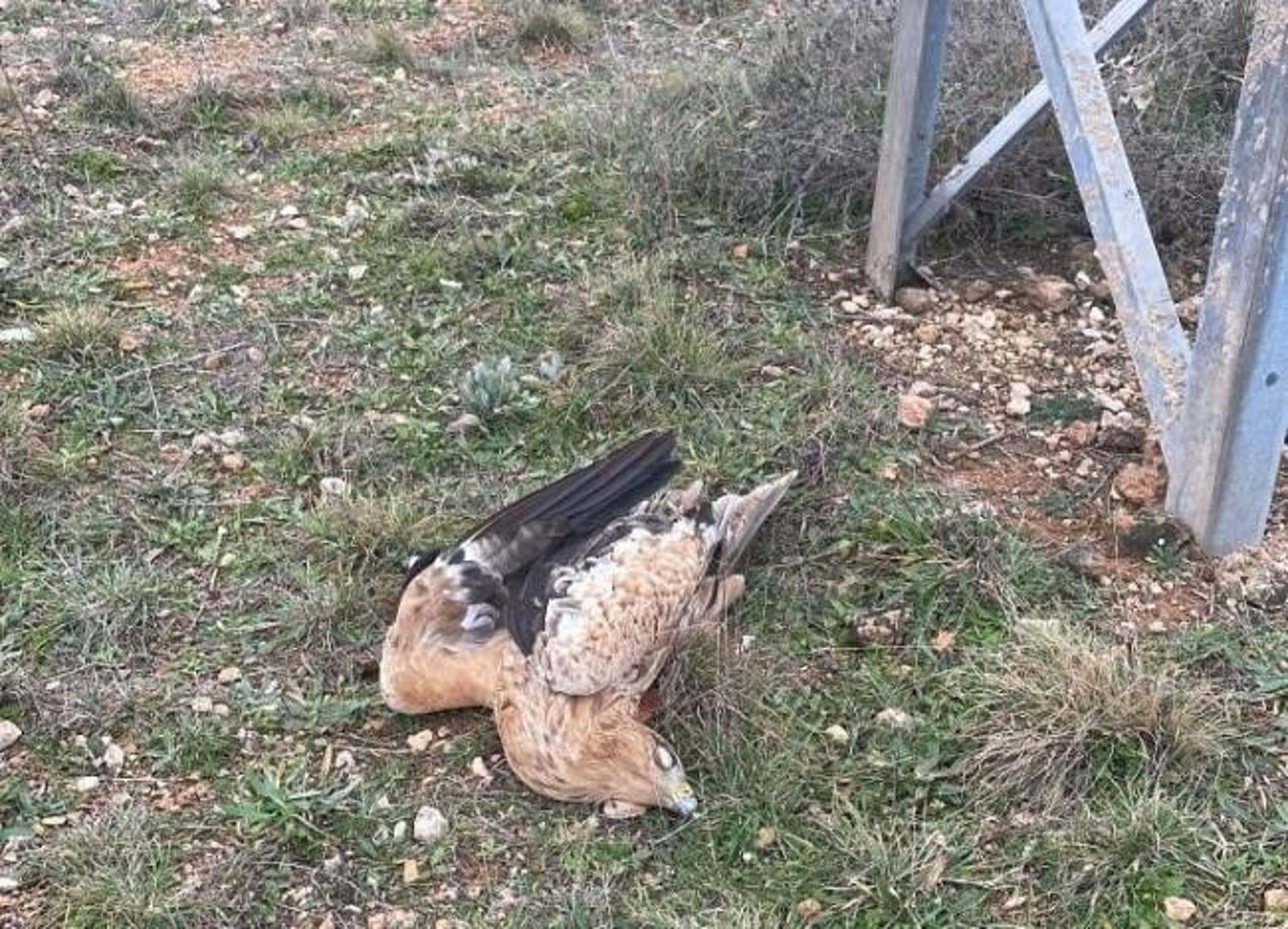 Un ejemplar juvenil de águila imperial dotado con un emisor GPS yace muerto junto al apoyo de un tendido eléctrico