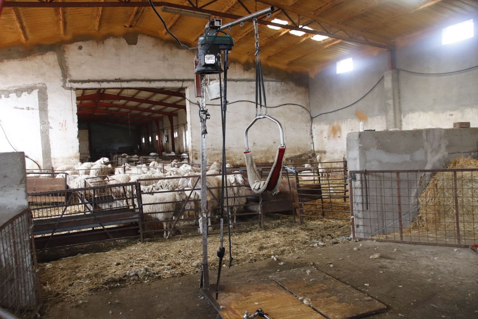 Reportaje Esquilar ovejas