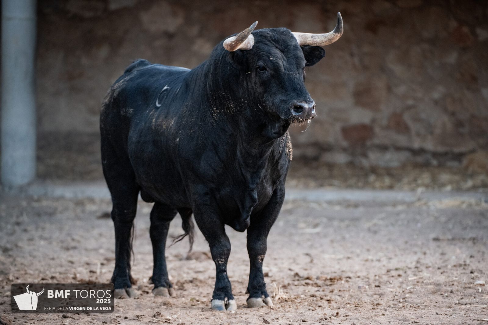 De 'Filósofo' a 'Volador': los toros García y Olga Jiménez para el regreso de Morante a La Glorieta con Ismael Martín y Marco Pérez