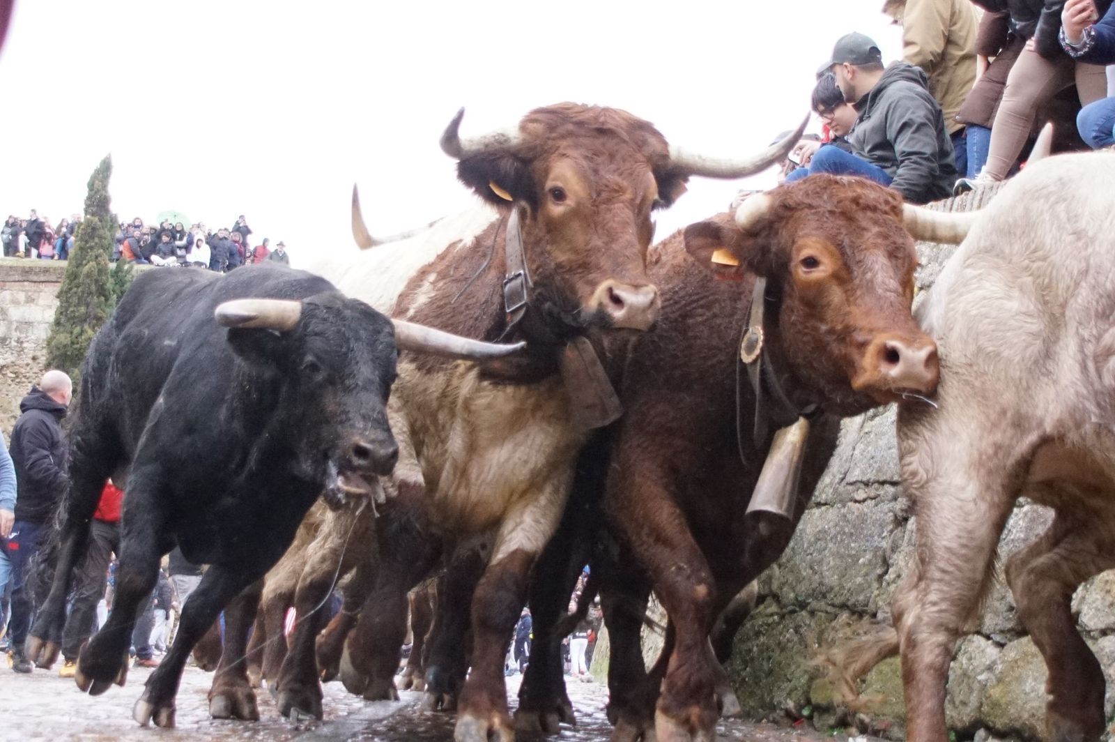 Capea matinal de domingo de carnaval en Ciudad Rodrigo (15).jpeg