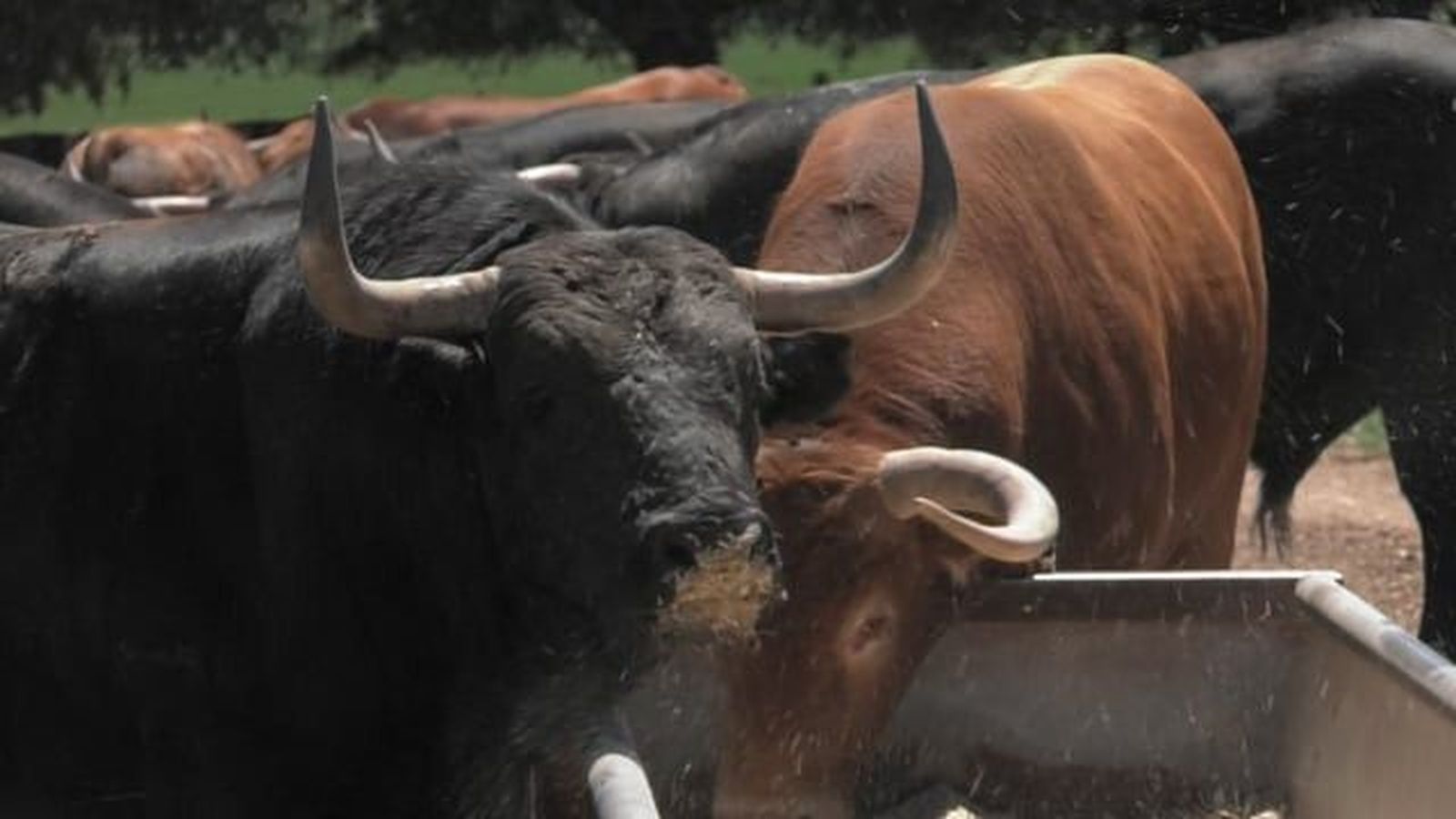 Corrida de Montalvo para Madrid