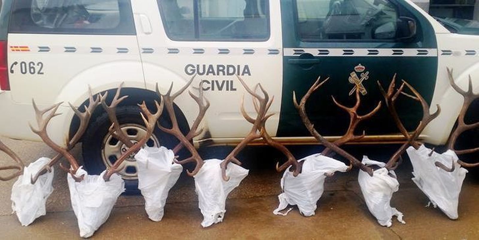 La Guardia Civil decomisa siete trofeos de caza de ciervo macho y cuatro precintos en actuaciones contra la caza furtiva o ilegal