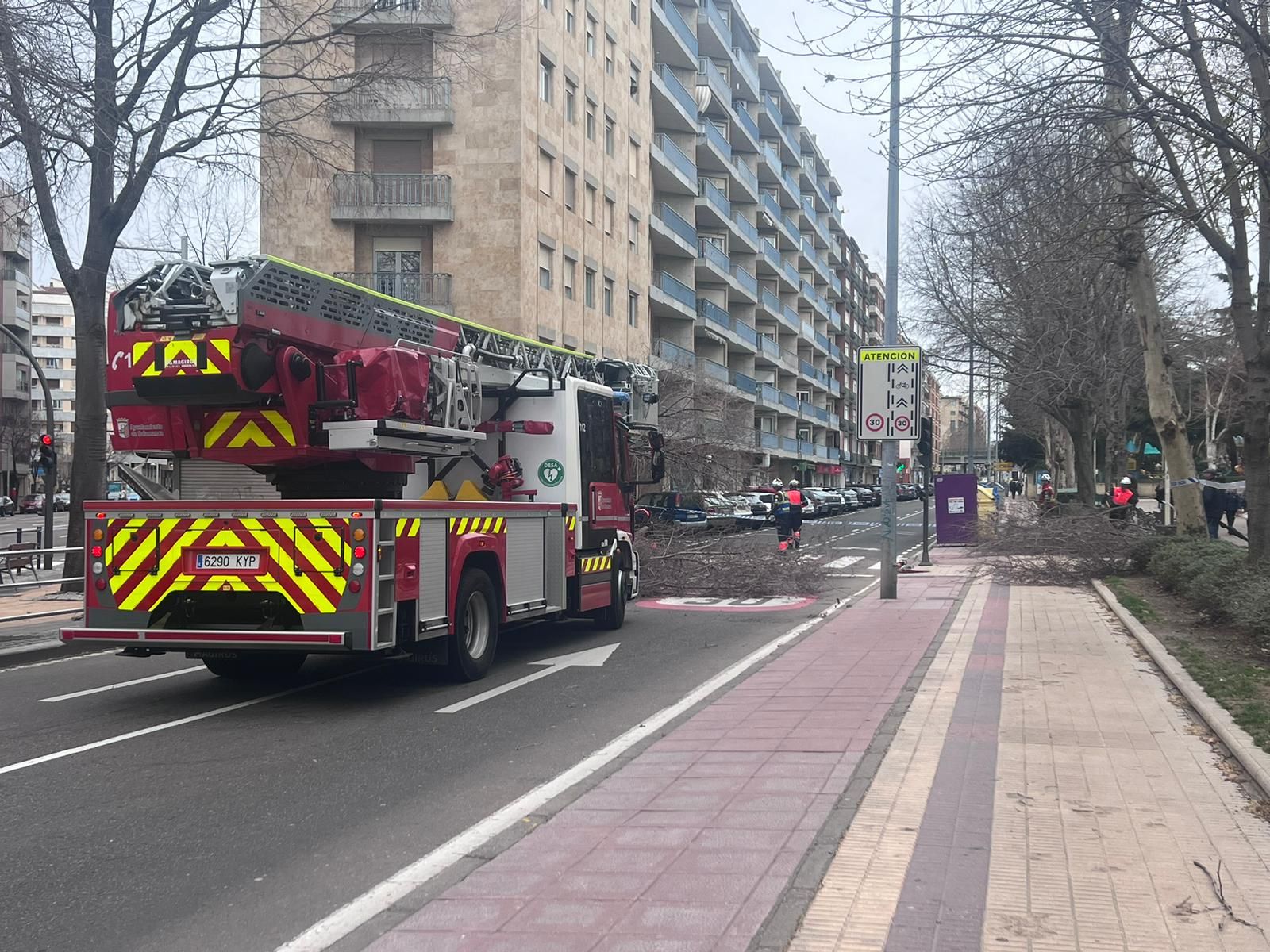 Cae un árbol de grandes dimensiones en la avenida de Comuneros