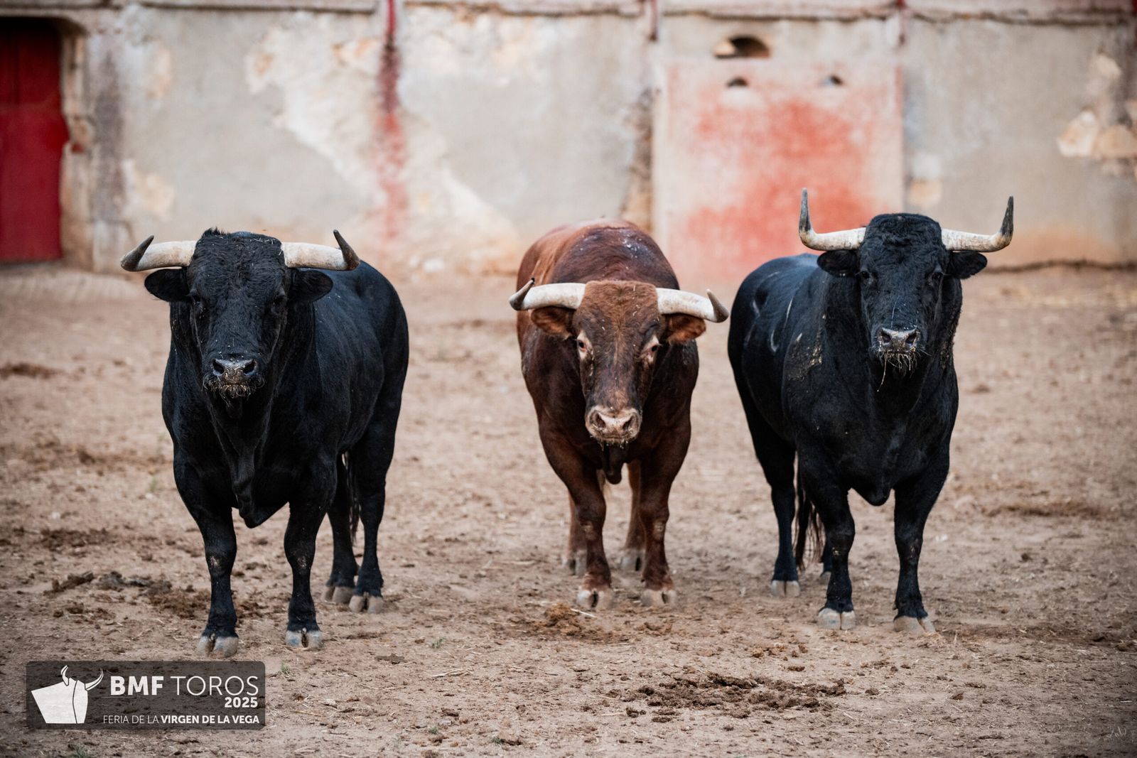 De 'Filósofo' a 'Volador': los toros García y Olga Jiménez para el regreso de Morante a La Glorieta con Ismael Martín y Marco Pérez