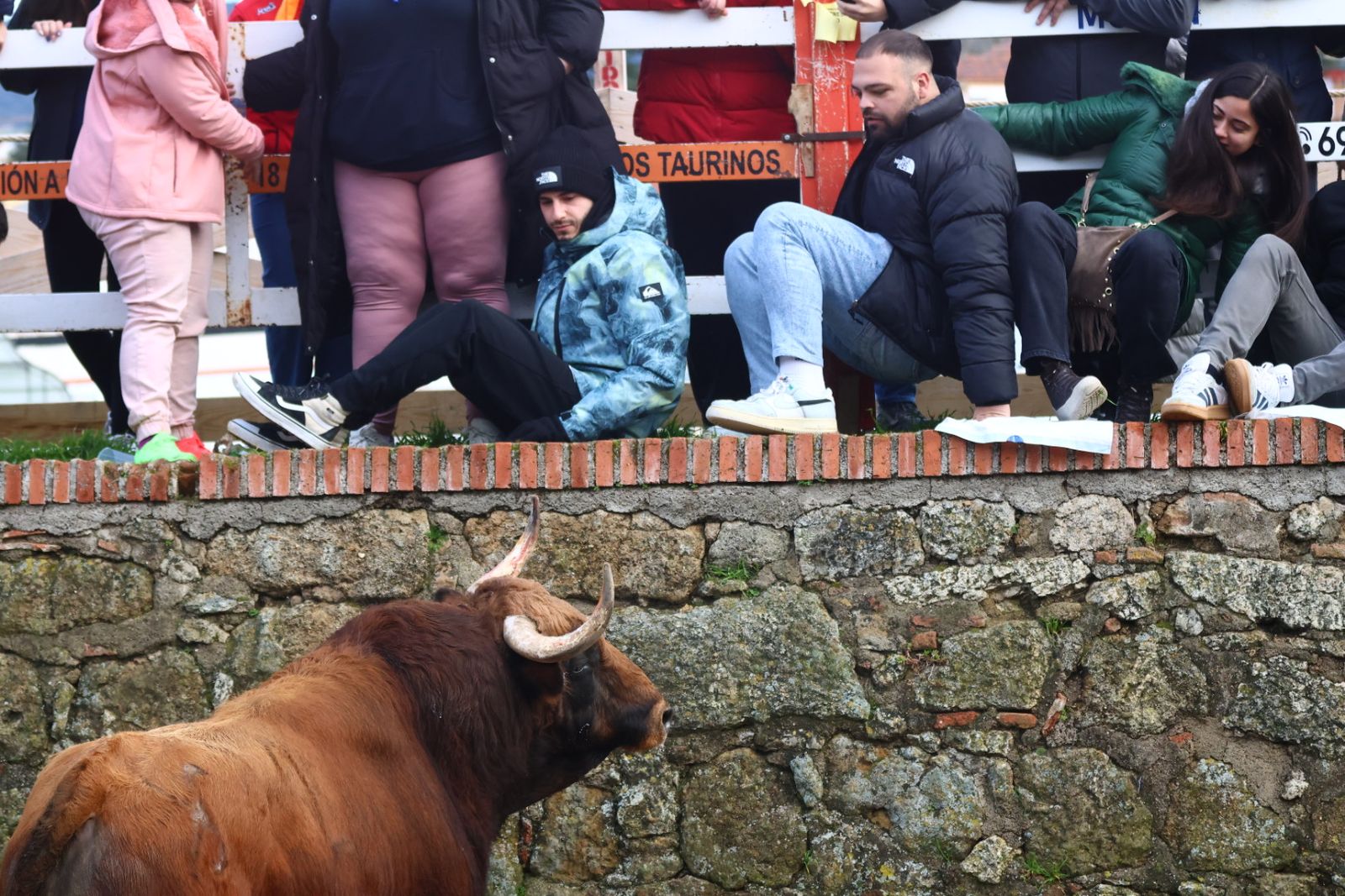 Toro del aguardiente en la mañana de martes del Carnaval del Toro 2026