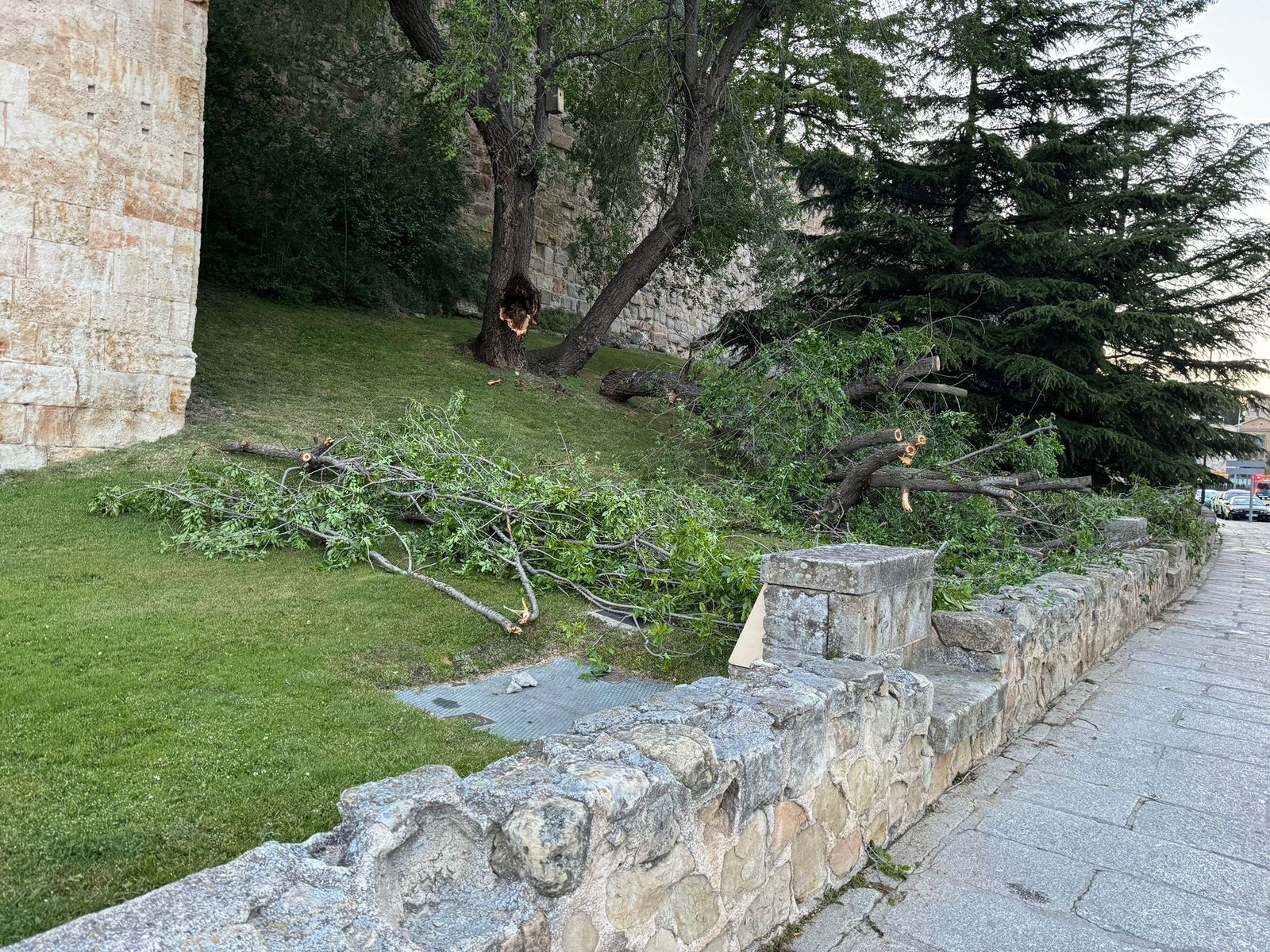 Cae un árbol de grandes dimensiones en Rector Esperabé