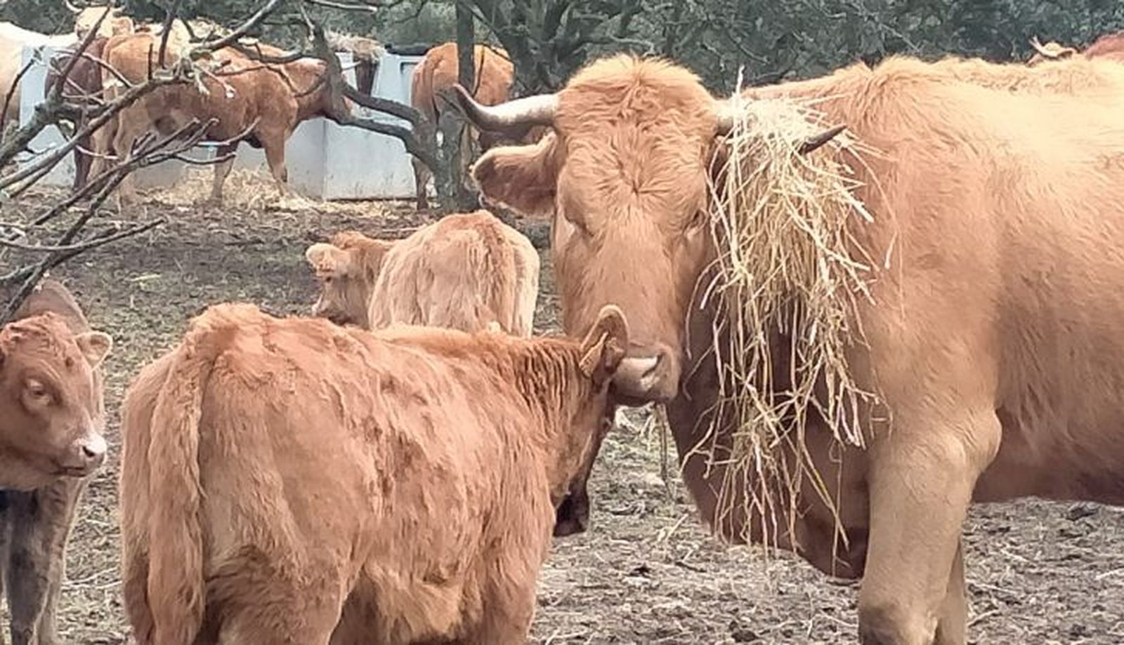 Una vaca con su cría de la agricultora y ganadera salmantina Lorena Mateos