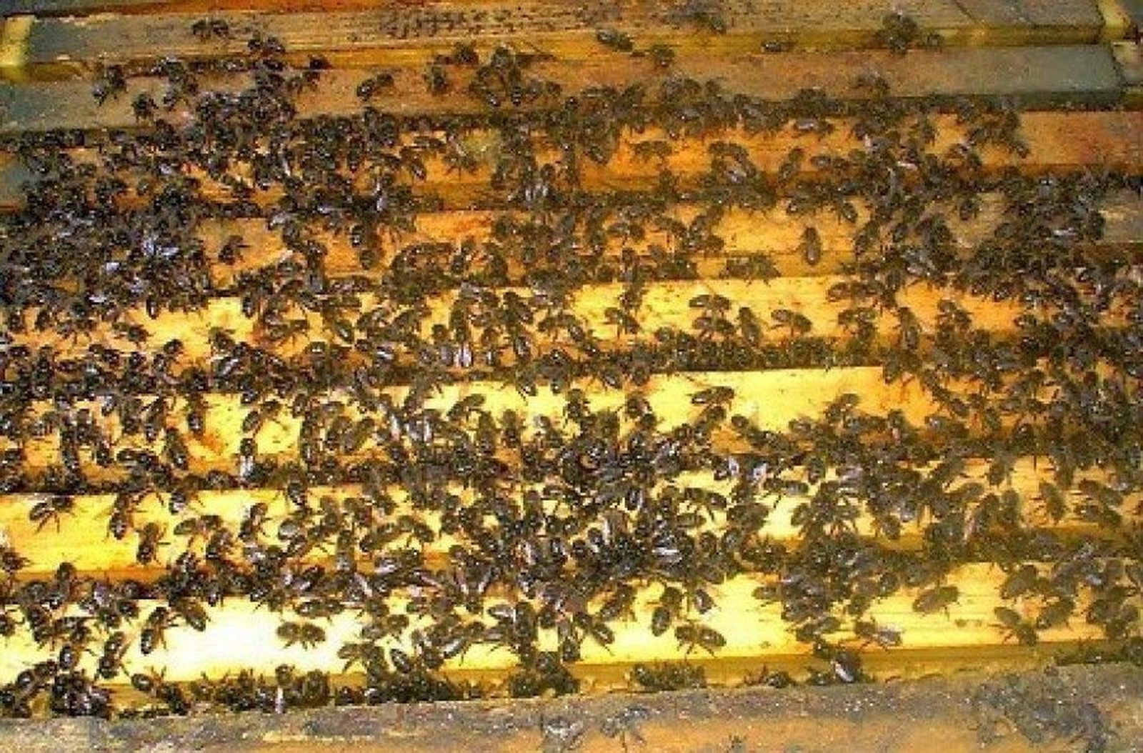 ABEJAS ABEJAS