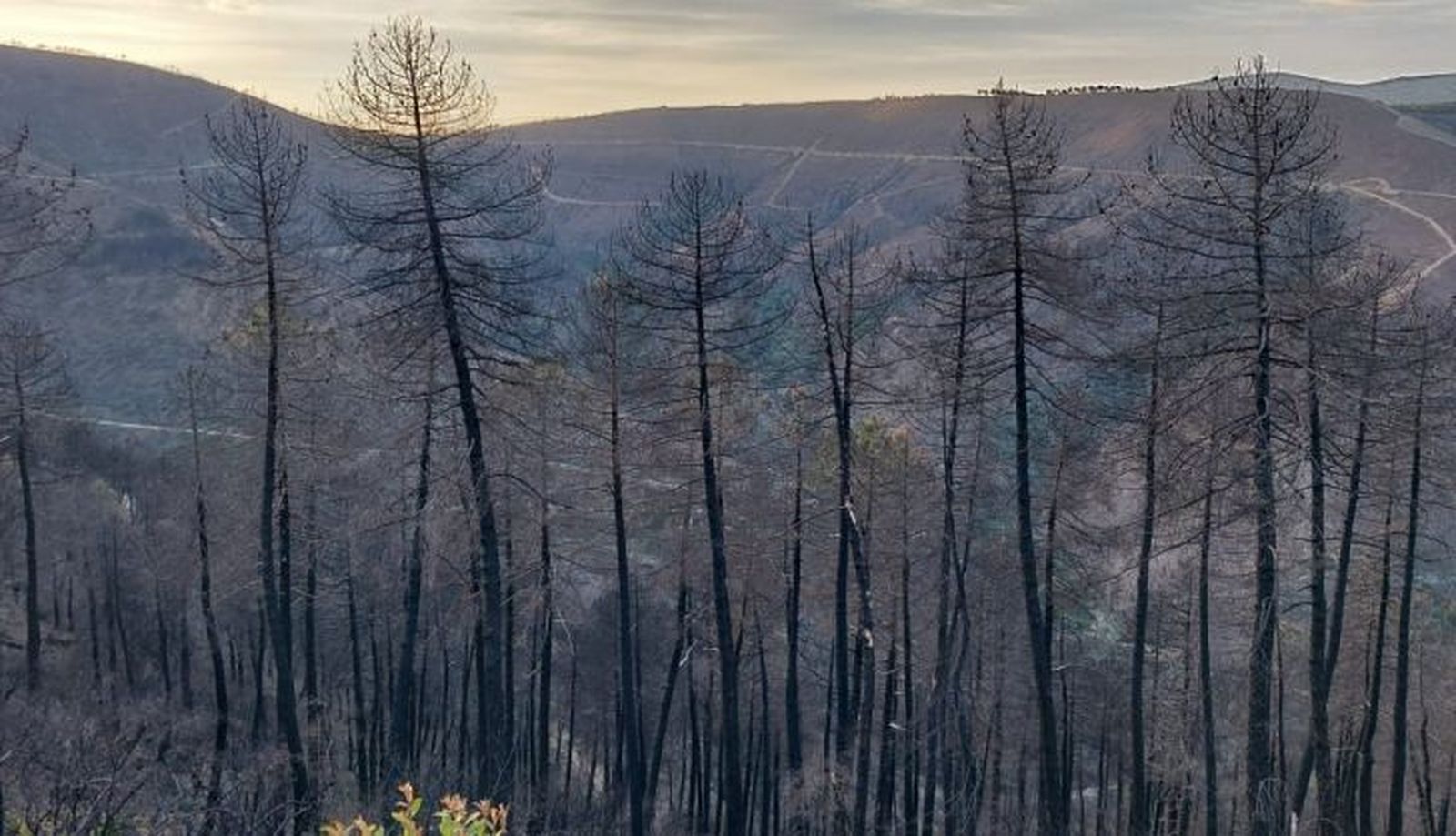 Incendio en el parque Natural Las batuecas un año despues. Fotos Antonio García (2)
