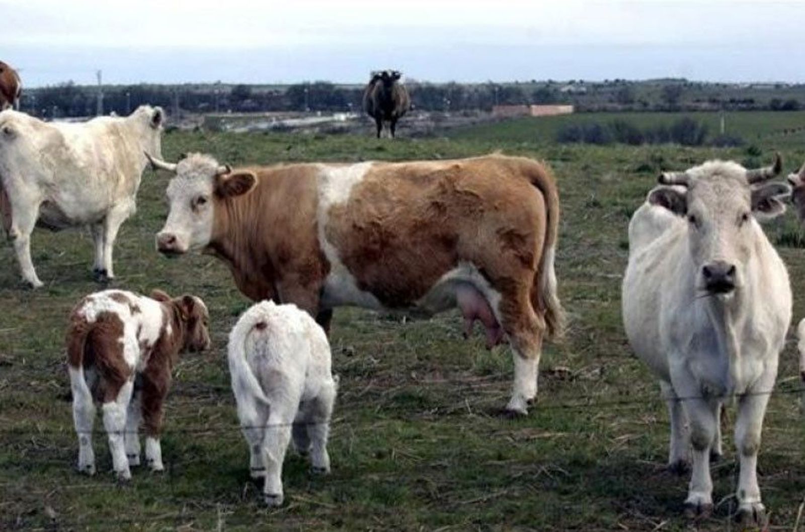 Campo terneros salamanca