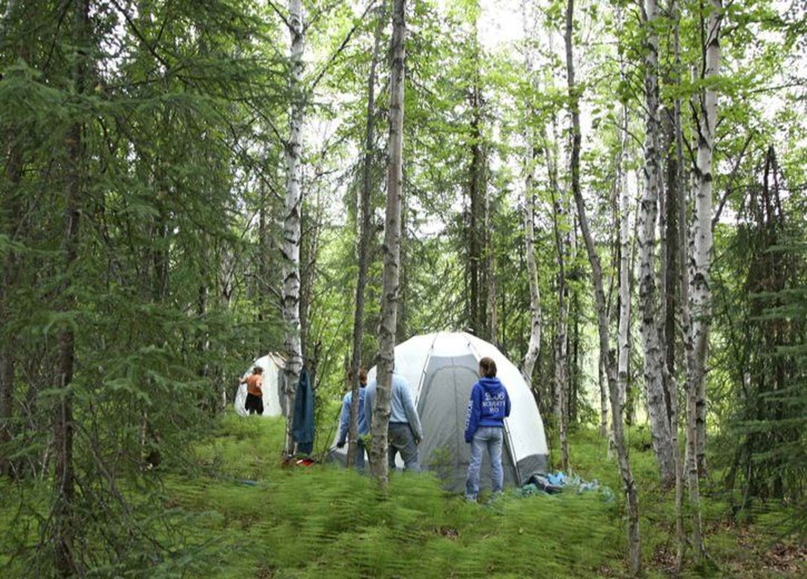 Forests science camp set up 725x520