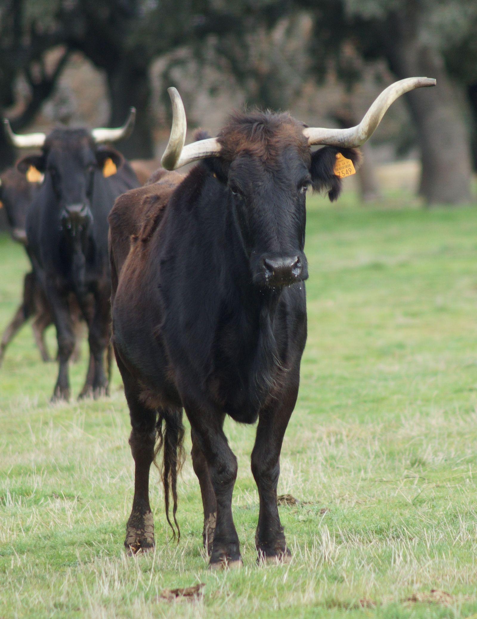 Visita a la ganadería Rekagorri