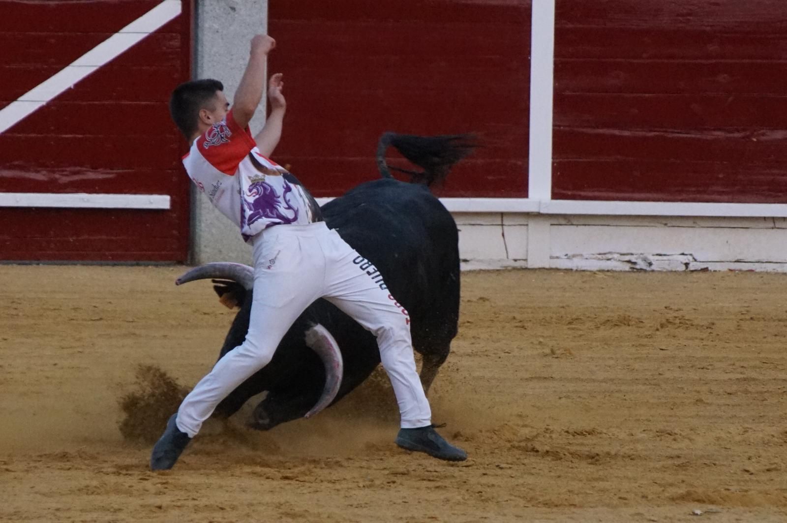 Gran ambiente en los cortes y la suelta de vaquillas de Peñaranda
