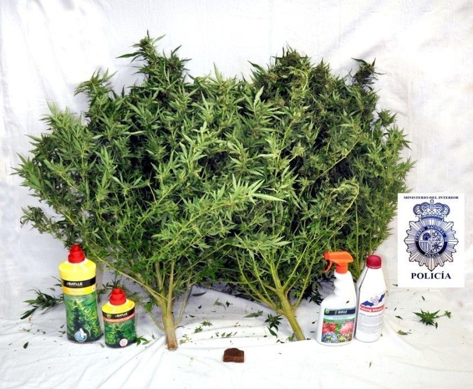 La Policía Nacional interviene una plantación de marihuana en Béjar