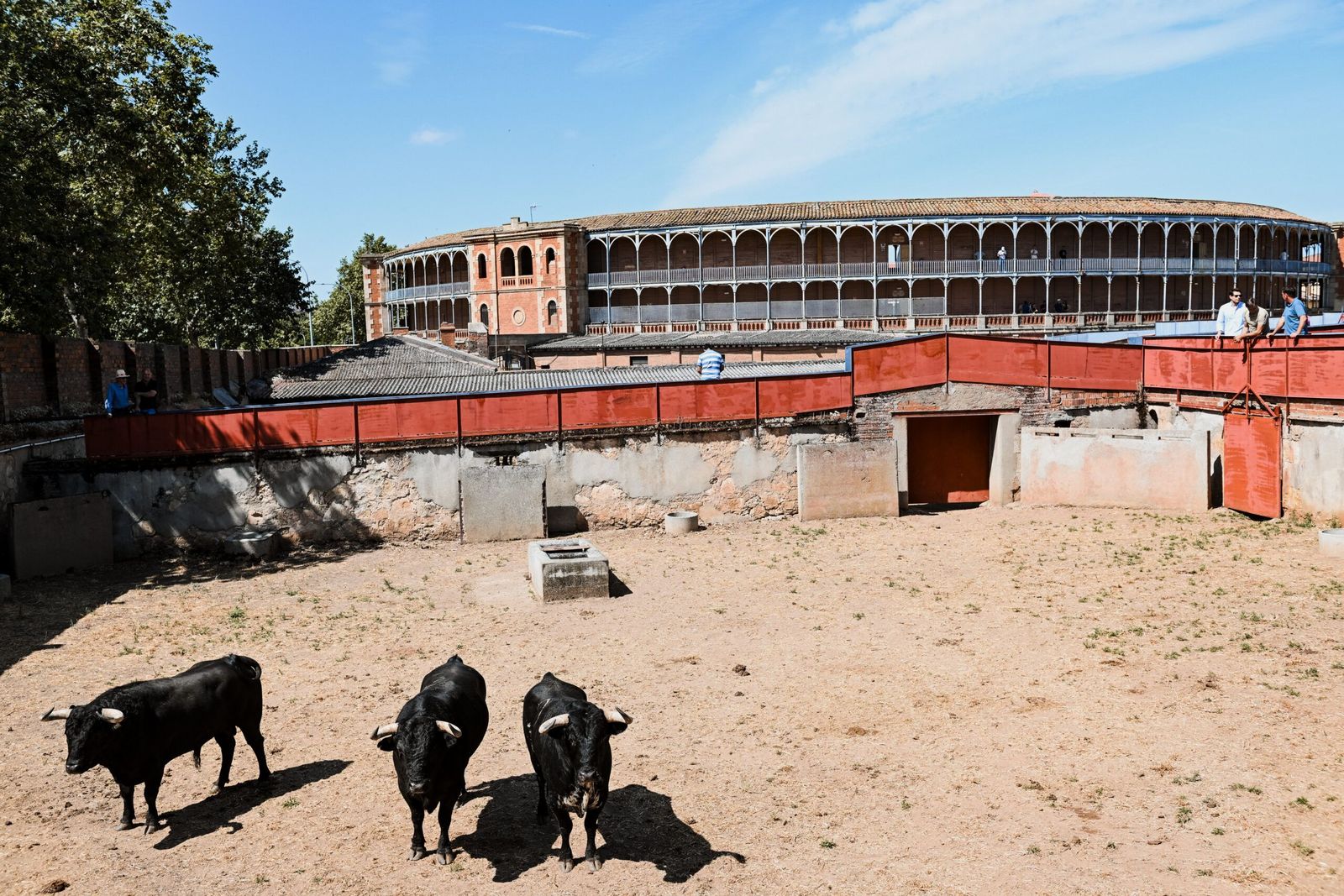 sorteo-de-los-toros-para-el-mano-a-mano-entre-morante-de-la-puebla-y-marco-perez-en-salamanca-fotos-bmf-toros-9