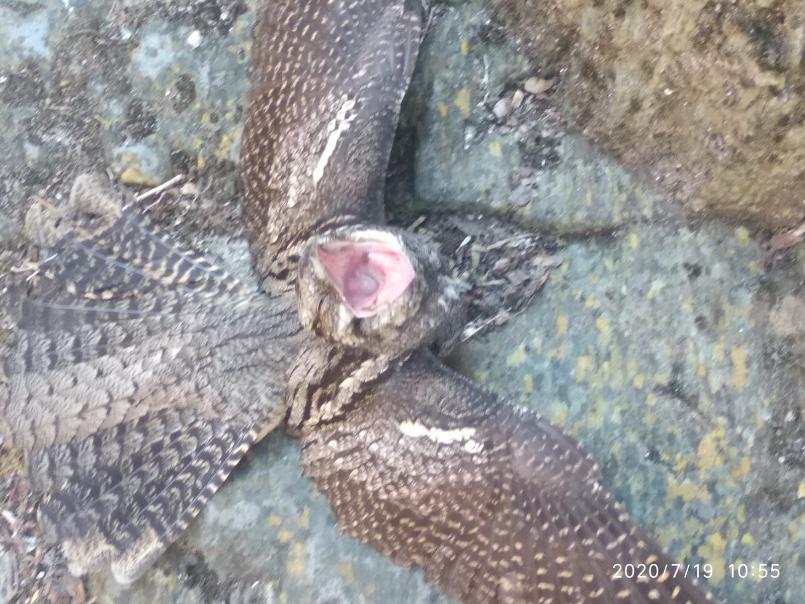 Chotacabras puebla sanabria (1)