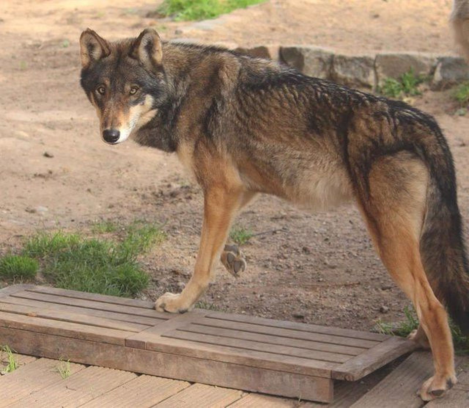 Lobo Lobo